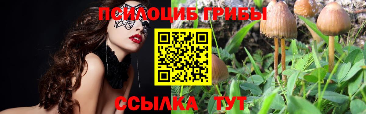 Псилоцибиновые грибы GOLDEN TEACHER  Вход с VPN  Псилоцибиновые грибы Psilocybine cubensis  Чусовой 